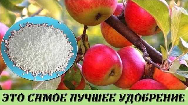 От ЭТОЙ подкормки ЯБЛОНИ будут ломиться от УРОЖАЯ Подкормите этим всего ОДИН раз в ПЯТЬ лет От ЭТОЙ подкормки ЯБЛОНИ будут ломиться от УРОЖАЯ Подкормите этим всего ОДИН раз в ПЯТЬ лет
