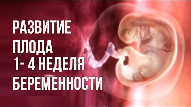 Развитие Плода 1-4 Неделя Беременности Развитие Плода 1-4 Неделя Беременности
