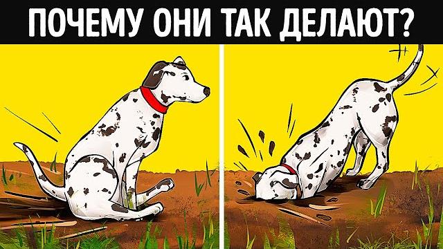 О чем на самом деле говорит странное поведение собаки О чем на самом деле говорит странное поведение собаки