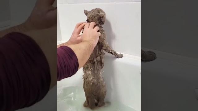 Кот, нормально? Нормально! Кот, нормально? Нормально!