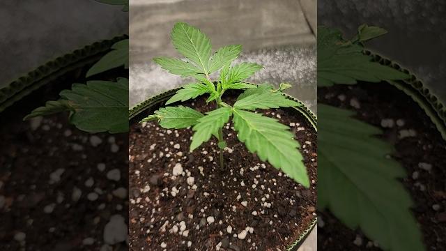 Growing Opium Auto #shorts Growing Opium Auto #shorts