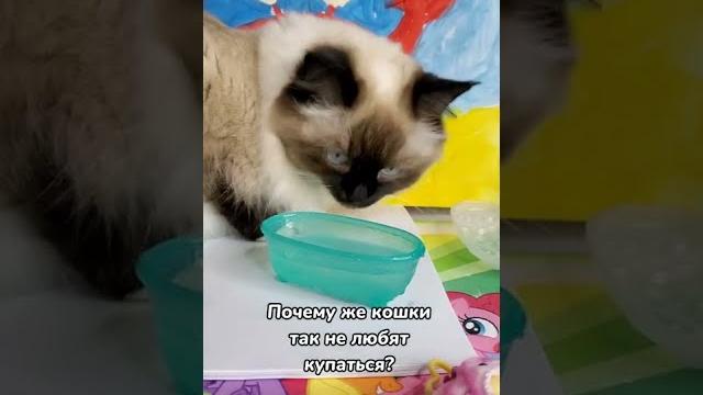 Вот почему кошки не любят купаться Вот почему кошки не любят купаться