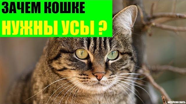 Зачем кошке нужны усы? Зачем кошке нужны усы?