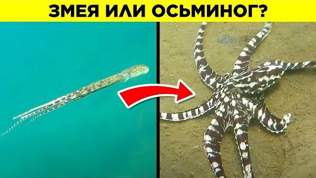 Животные С Невероятными Способностями Животные С Невероятными Способностями