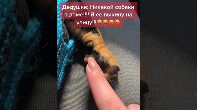 Не хотел заводить собаку)) Не хотел заводить собаку))