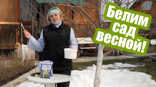 Когда и чем БЕЛИТЬ ДЕРЕВЬЯ весной?! Когда и чем БЕЛИТЬ ДЕРЕВЬЯ весной?!