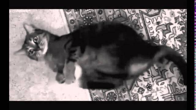 Кот прогоняет медведя!!! Кот прогоняет медведя!!!