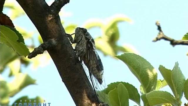 Как стрекочет цикада / Song of Cicada Как стрекочет цикада / Song of Cicada