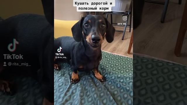 Коротко о Бони #такса #таксалучшаясобака #таксеныш #собака #прикольныеживотные #смешныевидео Коротко о Бони #такса #таксалучшаясобака #таксеныш #собака #прикольныеживотные #смешныевидео