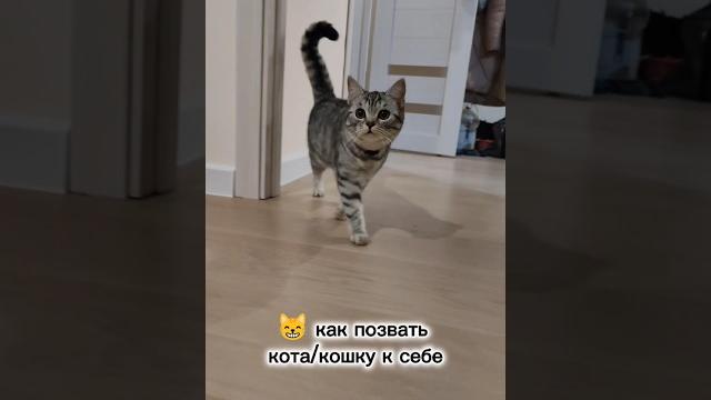 Как позвать кота или кошку к себе #топ #тренды #юмор #cat Как позвать кота или кошку к себе #топ #тренды #юмор #cat