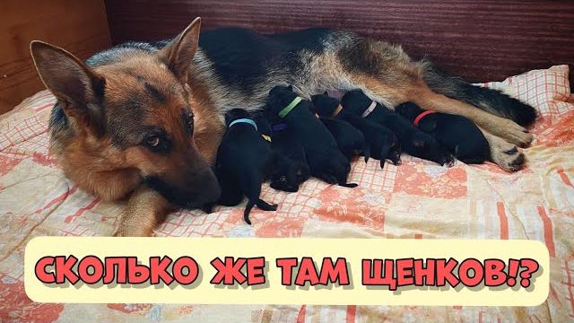 КАК ПРИНЯТЬ РОДЫ У СОБАКИ. РОЖДЕНИЕ НЕМЕЦКИХ МЕДВЕЖАТ КАК ПРИНЯТЬ РОДЫ У СОБАКИ. РОЖДЕНИЕ НЕМЕЦКИХ МЕДВЕЖАТ