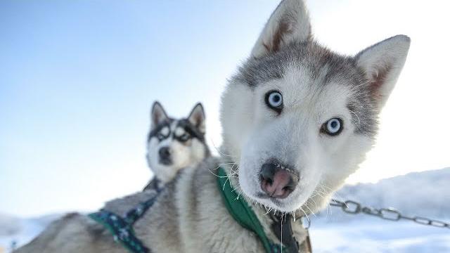 Видео для тех, кто Хочет Завести Хаски Собаки Хаски| Приколы с Animal funni| Приколы с животными Видео для тех, кто Хочет Завести Хаски Собаки Хаски| Приколы с Animal funni| Приколы с животными