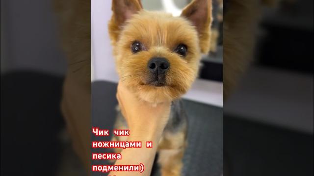 Йорик стрижка Йорка Йорик стрижка Йорка