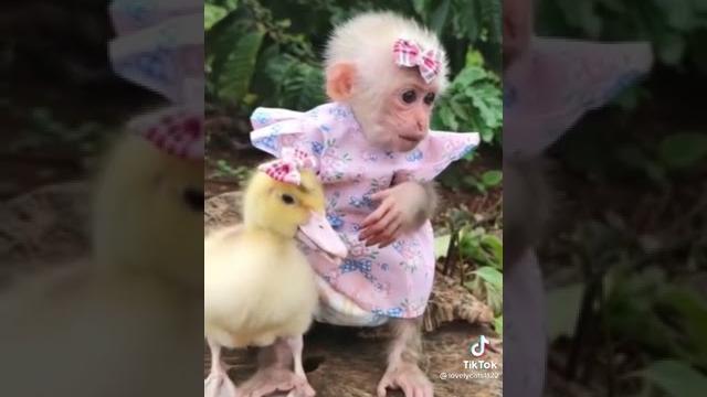 милая обезьянка и утёнок милая обезьянка и утёнок
