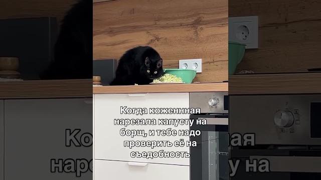 #изобилие #cat #балансвселенной #метафизик #funny #силасознания #здороваяэнергия #материализация #изобилие #cat #балансвселенной #метафизик #funny #силасознания #здороваяэнергия #материализация