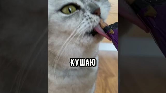 Смешные коты - Майя #кошка #кот #shorts текст, озвучка @kotiуnet Смешные коты - Майя #кошка #кот #shorts текст, озвучка @kotiуnet