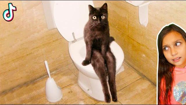 СМЕШНЫЕ КОТЫ БЕЗ ТРУСОВ в ТИКТОК ! Коты и Собаки в ШКОЛЕ! НЕ ЗАСМЕЙСЯ ЧЕЛЛЕНДЖ Funny Cats Валеришка СМЕШНЫЕ КОТЫ БЕЗ ТРУСОВ в ТИКТОК ! Коты и Собаки в ШКОЛЕ! НЕ ЗАСМЕЙСЯ ЧЕЛЛЕНДЖ Funny Cats Валеришка