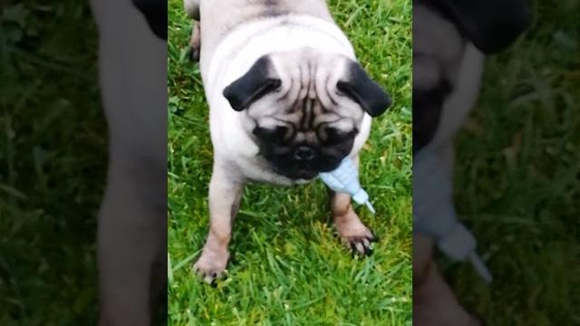 мопс смешное видео мопс смешное видео