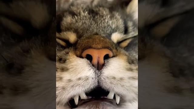 Тик ток про животных / тик ток животные / смешные животные / приколы / тренды тик ток / кошка / Тик ток про животных / тик ток животные / смешные животные / приколы / тренды тик ток / кошка /