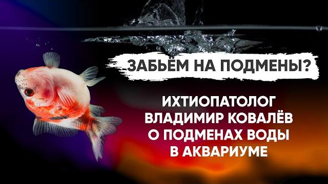 Нужны ли подмены воды в аквариуме? Нужны ли подмены воды в аквариуме?