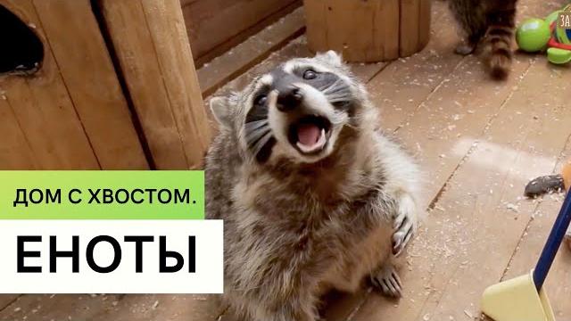 Еноты \ Содержание в домашних условиях \ Дом с хвостом Еноты \ Содержание в домашних условиях \ Дом с хвостом