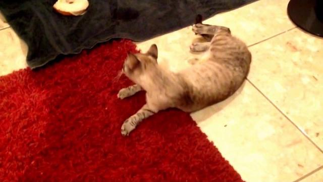 Пьяные коты) Подборка Пьяные коты) Подборка