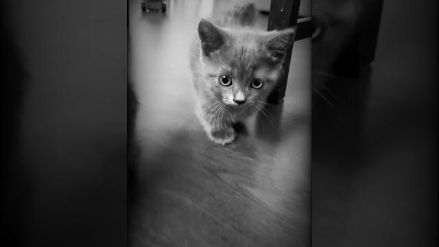 Котенок манчкин / коротколапый / забавный котик #cat#кот #kitten #baby#猫 #munchkin #貓 такса Котенок манчкин / коротколапый / забавный котик #cat#кот #kitten #baby#猫 #munchkin #貓 такса