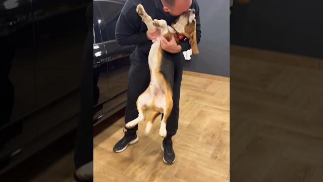 Хочет кататься #бигльфарадэй #хорошовдеревнежить #beagle #ромавика #бигль #фарадэй #бигльфарик Хочет кататься #бигльфарадэй #хорошовдеревнежить #beagle #ромавика #бигль #фарадэй #бигльфарик