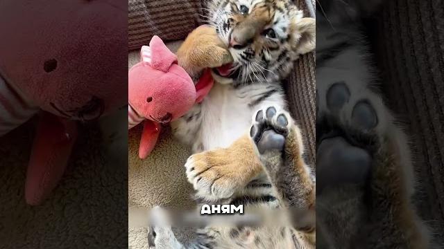 Бабушка ОТКОРМИЛА ТИГРА Бабушка ОТКОРМИЛА ТИГРА