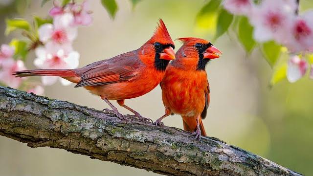 Gentle music, calms the nervous system and pleases the soul healing music for the heart Gentle music, calms the nervous system and pleases the soul healing music for the heart