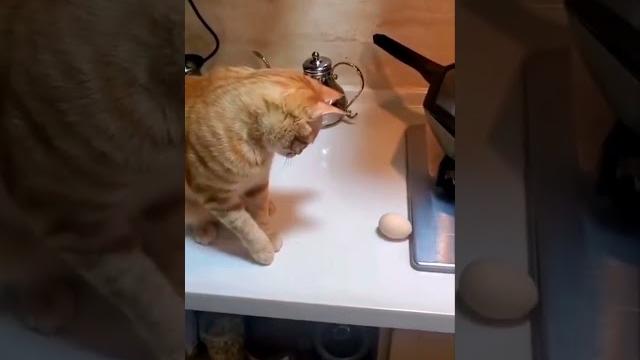 Ждите неожиданностей. Если рядом домашний кот #смешно #юмор #кошки #cat #animals #кот #смешныекошки Ждите неожиданностей. Если рядом домашний кот #смешно #юмор #кошки #cat #animals #кот #смешныекошки