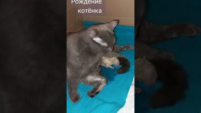 Рождение котёнка. Роды у кошки Рождение котёнка. Роды у кошки