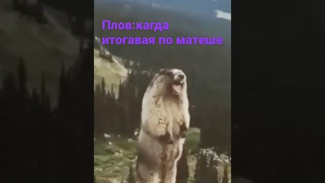 #бобр #бобр