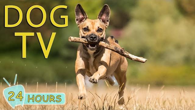 DOG TV: Videos for Dogs to Prevent Boredom When Home Alone - Collection Tunes to Relax for Dog DOG TV: Videos for Dogs to Prevent Boredom When Home Alone - Collection Tunes to Relax for Dog