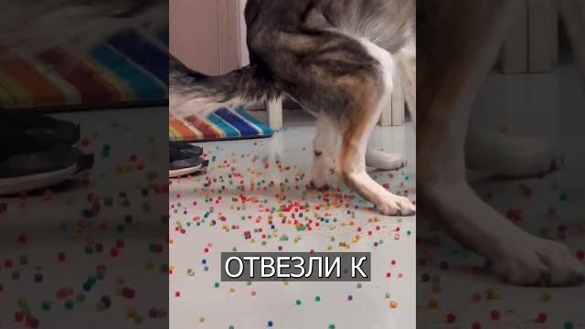 Собака КАКАЕТ у ветеринара цветными шариками Собака КАКАЕТ у ветеринара цветными шариками