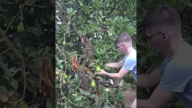 Как растёт авокадо Как растёт авокадо
