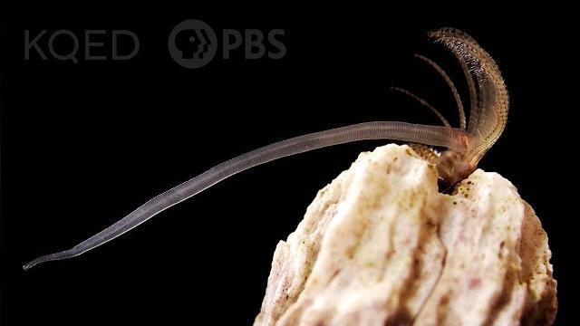Barnacles Go To Unbelievable Lengths To Hook Up | Deep Look Barnacles Go To Unbelievable Lengths To Hook Up | Deep Look
