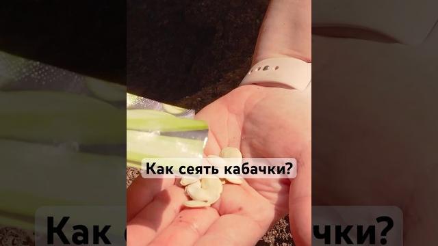 ЕЩЕ МОЖНО ПОСЕЯТЬ КАБАЧКИ В ОТКРЫТЫЙ ГРУНТ! #семена #агрофирма #кабачки #сад #дача #огород ЕЩЕ МОЖНО ПОСЕЯТЬ КАБАЧКИ В ОТКРЫТЫЙ ГРУНТ! #семена #агрофирма #кабачки #сад #дача #огород