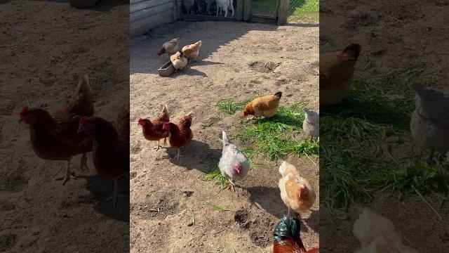 Курочки завтракают #villagelife#villagevlog#farming#chicken#vlog#ферма#деревня#video#russia#life Курочки завтракают #villagelife#villagevlog#farming#chicken#vlog#ферма#деревня#video#russia#life