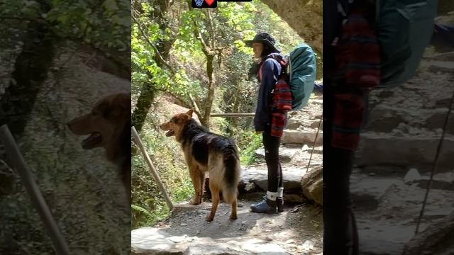 Only love ️ #nature #hiking #trekking #nepal #sujanchapagain #music #dhaulagiri #trail #travel Only love ️ #nature #hiking #trekking #nepal #sujanchapagain #music #dhaulagiri #trail #travel