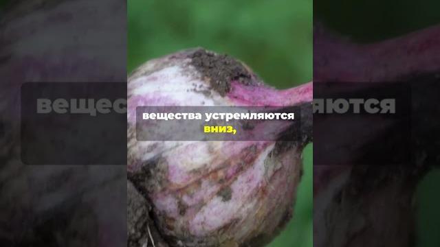 Зачем завязывать ботву чеснока в узел Зачем завязывать ботву чеснока в узел