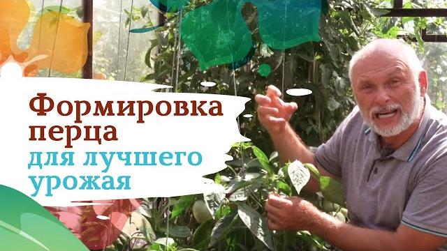 Как формировать перец правильно? Как формировать перец правильно?