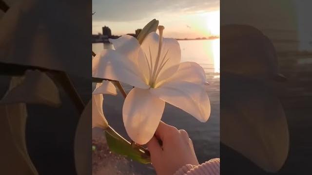 Красивые видео для сторис ️ Красивые видео для сторис ️
