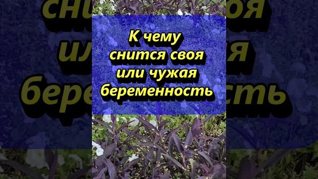К чему снится своя или чужая беременность К чему снится своя или чужая беременность
