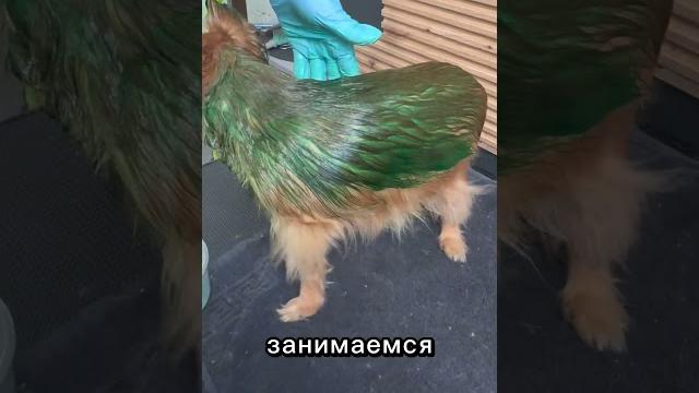 Покрасили в зеленый цвет собаку Результат в конце видео#чихуахуа #домашниеживотные #fyp #viral Покрасили в зеленый цвет собаку Результат в конце видео#чихуахуа #домашниеживотные #fyp #viral