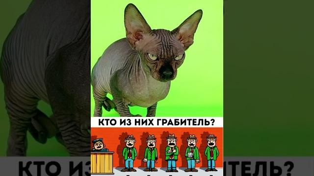 Лысая кошка Сфинкс видео с Tik tok vs likee Лысая кошка Сфинкс видео с Tik tok vs likee