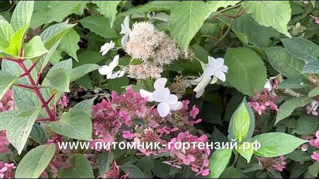 Обзор самых интересных воздушных гортензий 2022-2023г от питомник-гортензий.рф Андрея Малышева Обзор самых интересных воздушных гортензий 2022-2023г от питомник-гортензий.рф Андрея Малышева