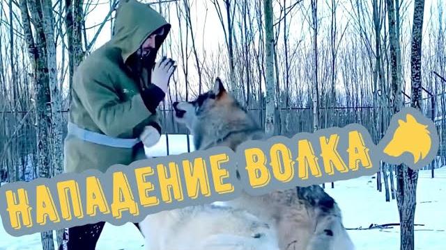 Нападение якутского Волка на человека в Парке Волков. Нападение якутского Волка на человека в Парке Волков.