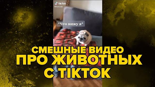 СМЕШНЫЕ ВИДЕО С ТИКТОК ПРО ЖИВОТНЫХ 3 СМЕШНЫЕ ВИДЕО С ТИКТОК ПРО ЖИВОТНЫХ 3