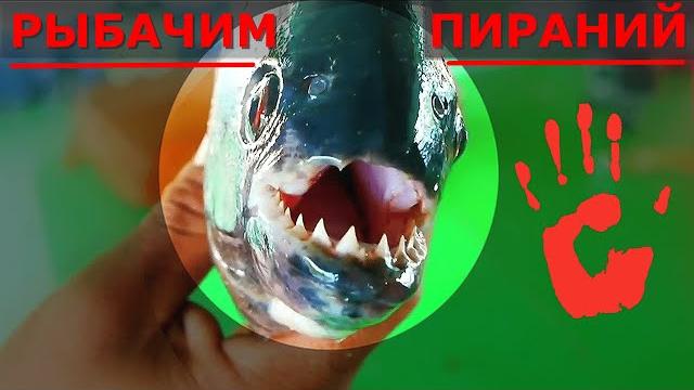 Рыбачим ПИРАНИЙ в АМАЗОНИИ (Бразилия, 4К) Рыбачим ПИРАНИЙ в АМАЗОНИИ (Бразилия, 4К)